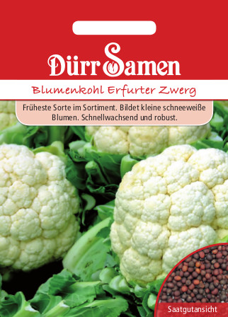 Blumenkohl Erfurter Zwerg 0006