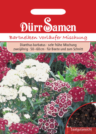 Bartnelke 'Vorläufer Mischung' 1372