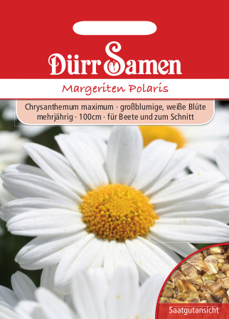 Margeriten 'Polaris' 1370