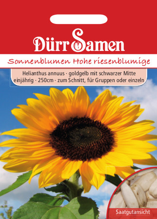 Sonnenblume 'Hohe riesenblumige' 0628