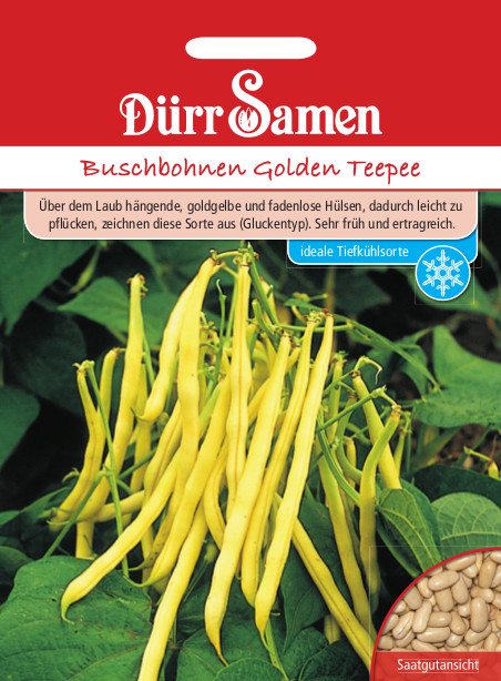Bohne Buschbohnen Golden Teepee 0331
